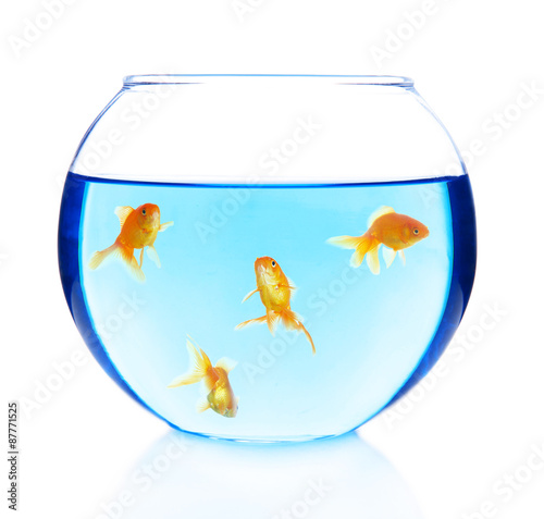 Goldfishes in aquarium isolated on white