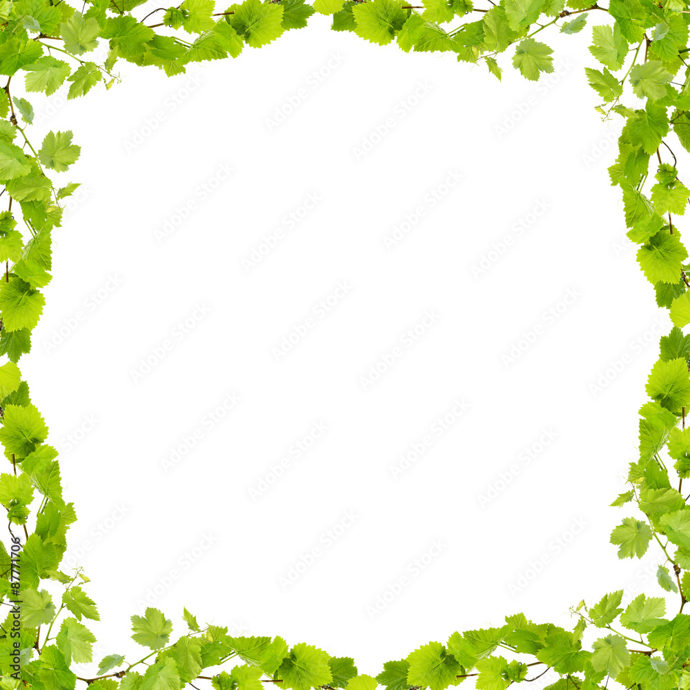 Frame of grape branches with green leaves, isolated on white Frame of grape branches with green leaves, isolated on white
