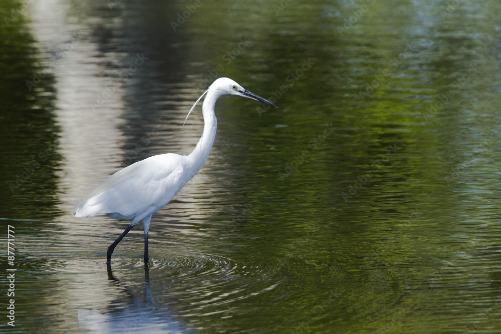 Little egret in Pottuvil, Sri Lanka Little egret in Pottuvil, Sri Lanka