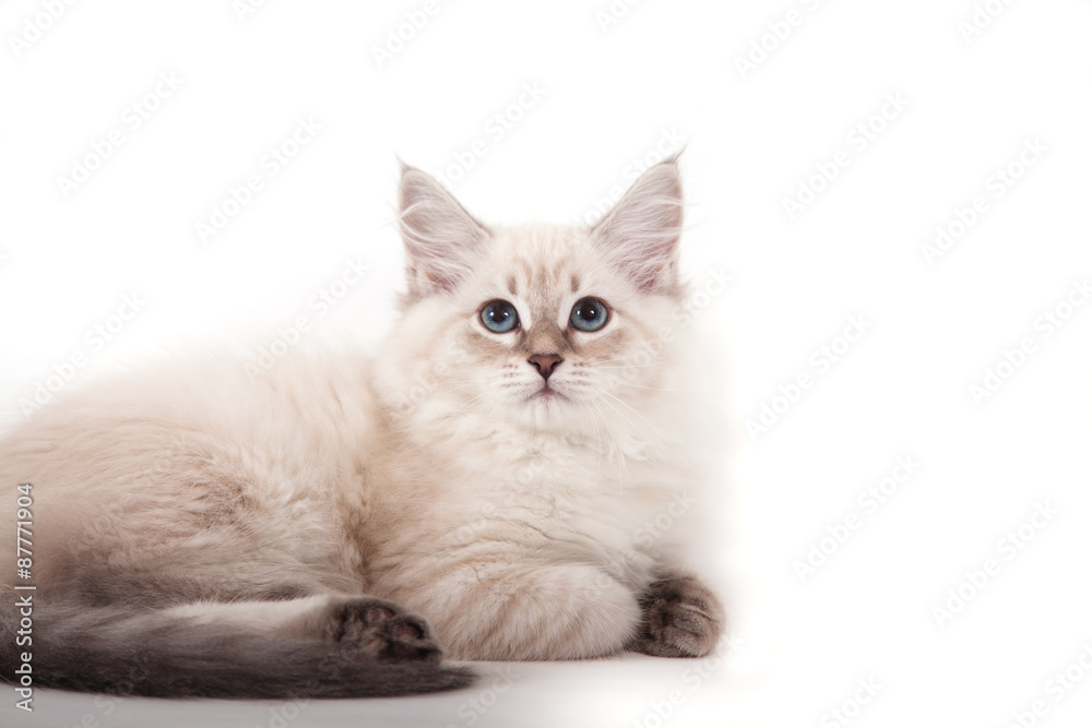 Small Siberian Neva Masquerade kitten on blue purple background. Cat sitting.