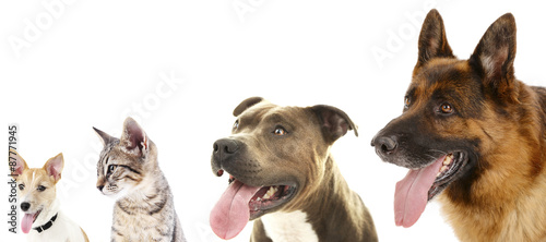 Cute pets in row isolated on white