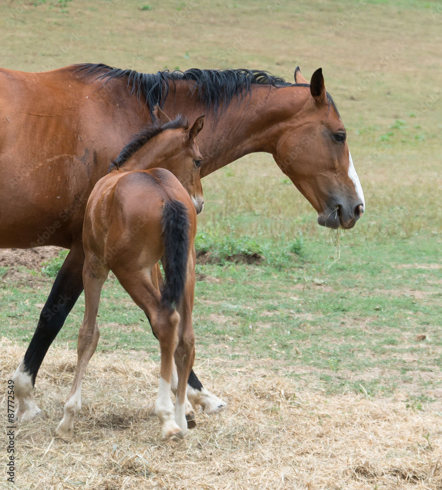 Fototapeta premium Poulain et sa mère