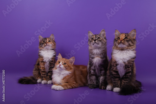 Four Siberian kittens on lilac violet background. Cats sitting.