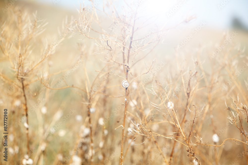 Fototapeta premium Meadow during sunset