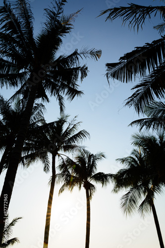 silhouette coconut trees