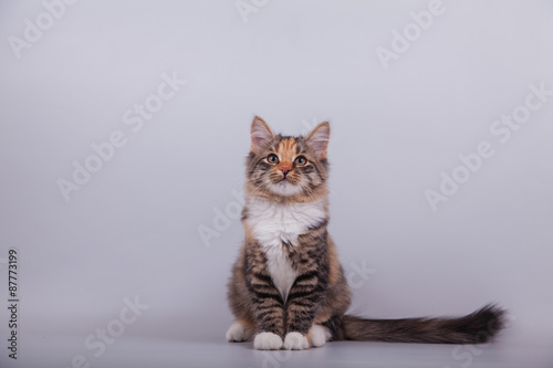 Fototapeta Naklejka Na Ścianę i Meble -  Siberian cat on grey background. Cat sitting.