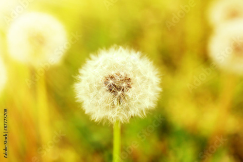 Beautiful dandelions with seeds  close-up