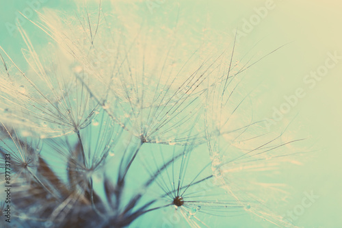 Beautiful dandelion with seeds, macro view