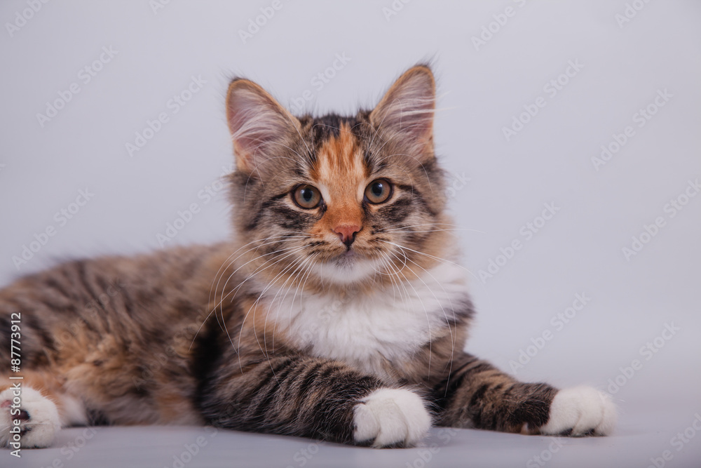 Siberian cat on grey background. Cat lying.