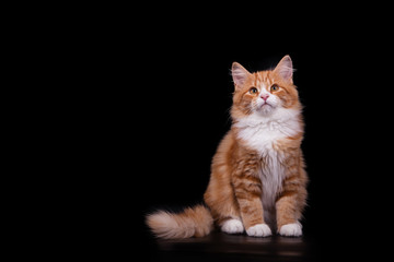 Siberian cat on black background. Cat sitting.