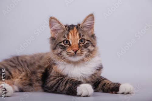 Siberian cat on grey background. Cat lying. © D'Action Images