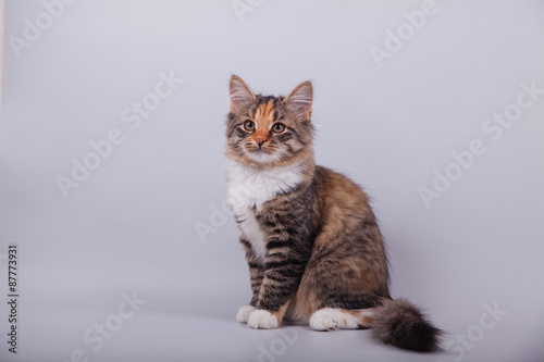 Siberian cat on grey background. Cat sitting. © D'Action Images