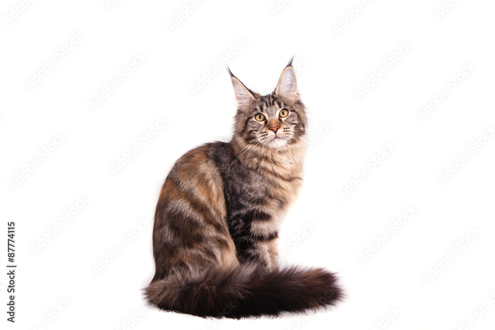 Obraz premium Maine Coon cat sitting in front of white background