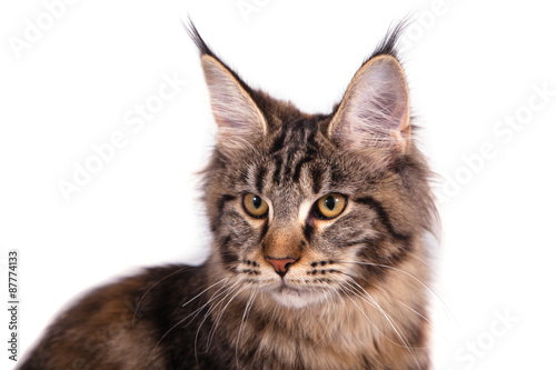Maine Coon cat sitting in front of white background