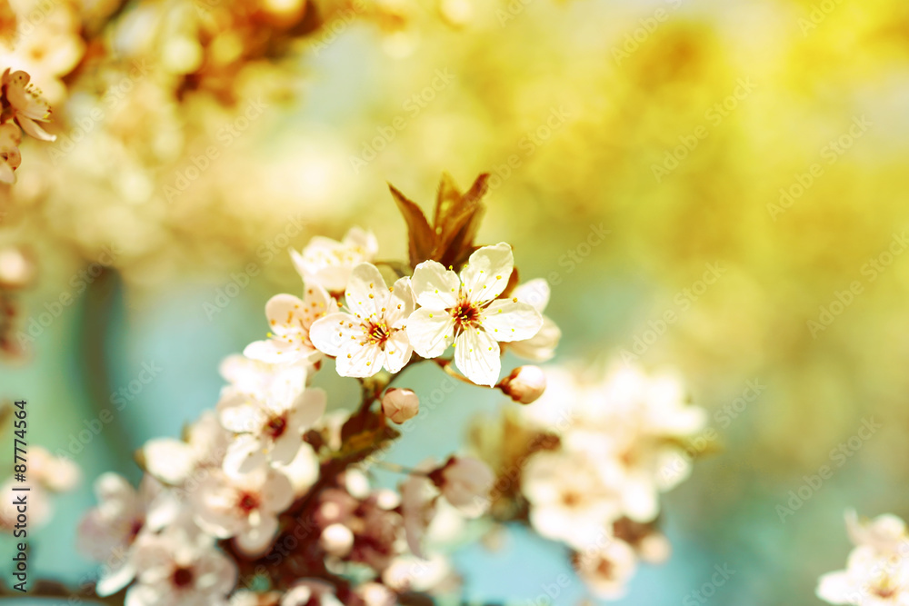 Fototapeta premium Cherry blossoms over blurred nature background, close up