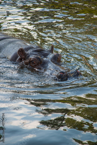 The head of a hippopotamus