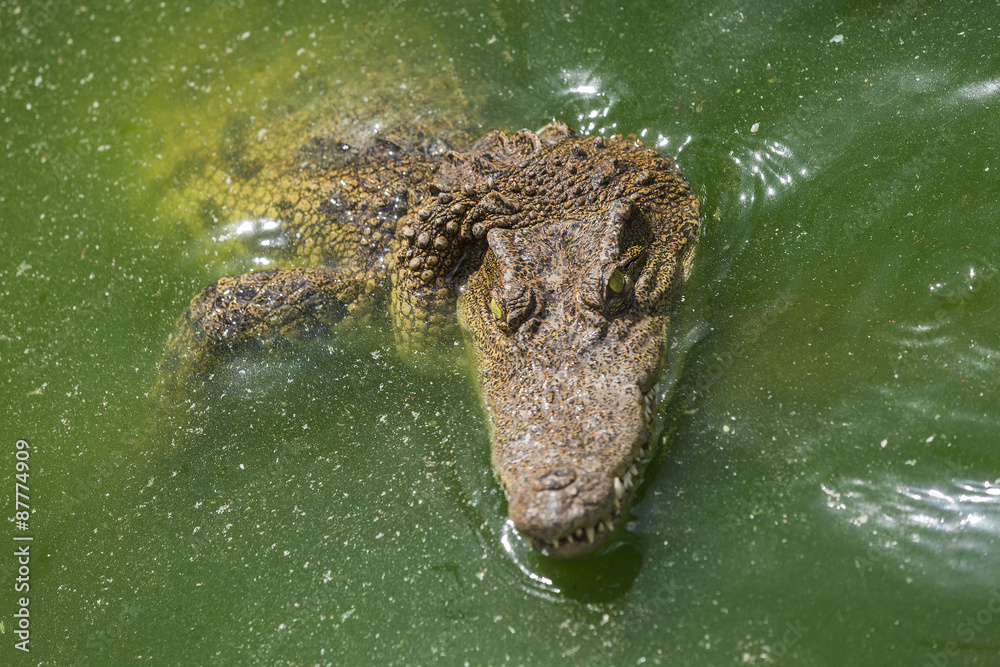Crocodile head with closed jaws closeup