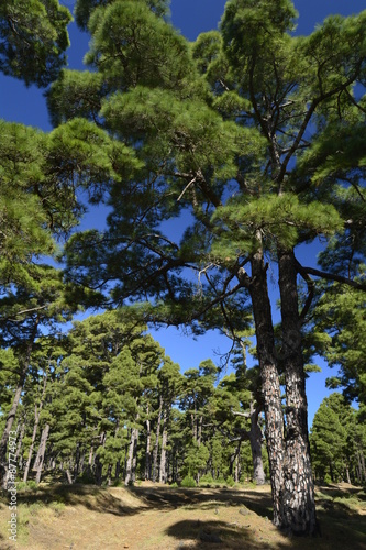 Bosque de pinos canarios en la isla de El Hierro. Tenerife, Canarias 