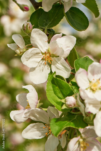 Blossom of apple tree flowers in a spring time