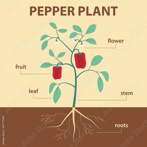 illustration showing parts of pepper whole plant - agricultural scheme with labels for education of biology -  flower, leaf, stem, roots, fruit