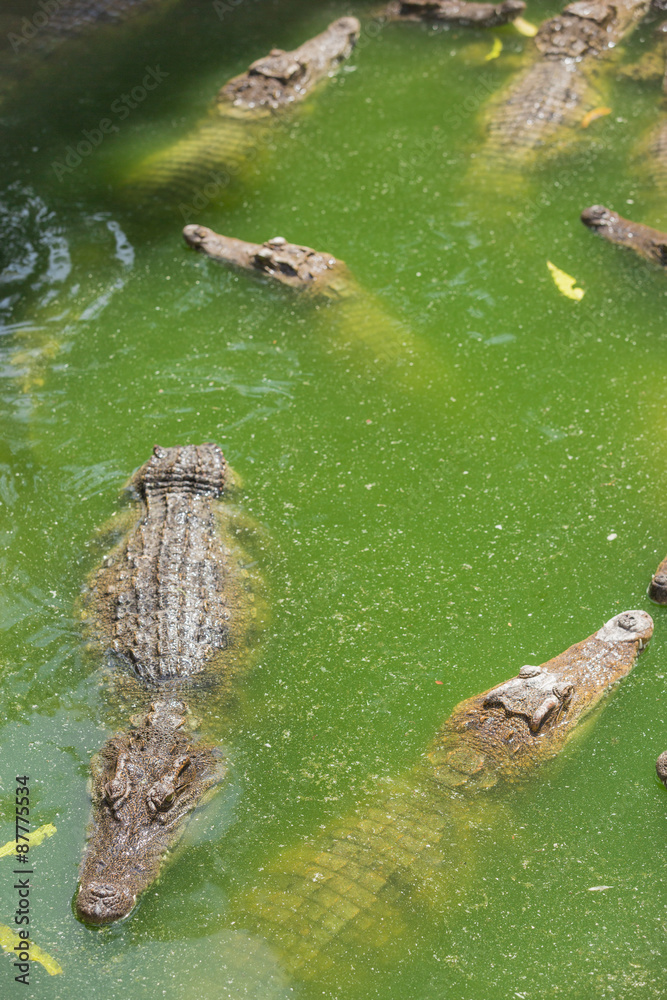 Crocodile breeding farm in Siem Reap, Cambodia Crocodile breeding farm in Siem Reap, Cambodia