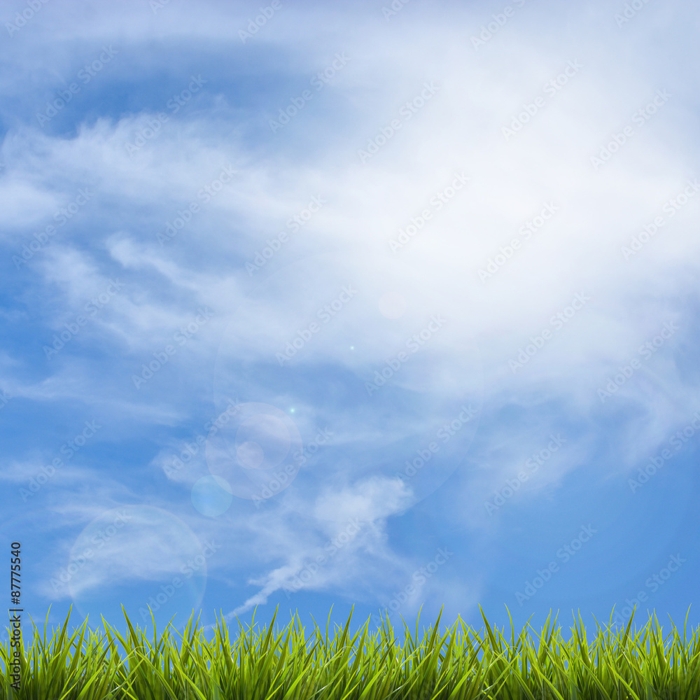 Grass grass under blue sky and clouds Grass grass under blue sky and clouds