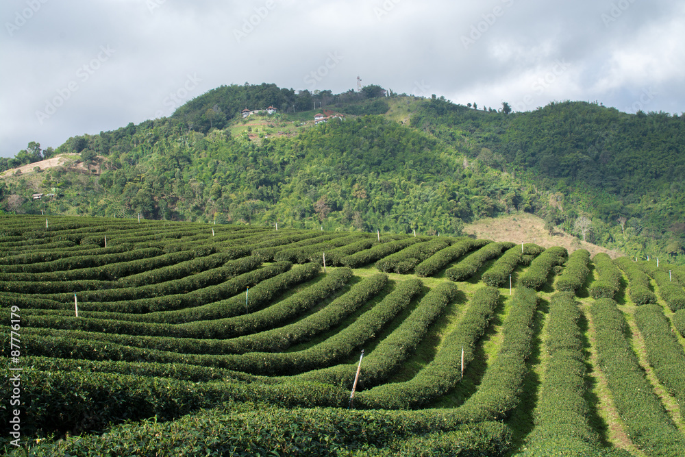 Tea farm on hill in rain clouds background