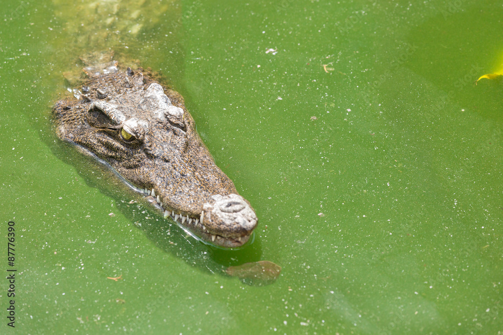 Crocodile head with closed jaws closeup Crocodile head with closed jaws closeup