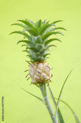 Young growing pineapple in garden