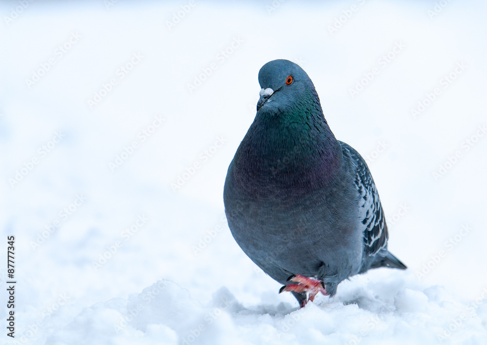 Dove in the snow. Dove in the snow.