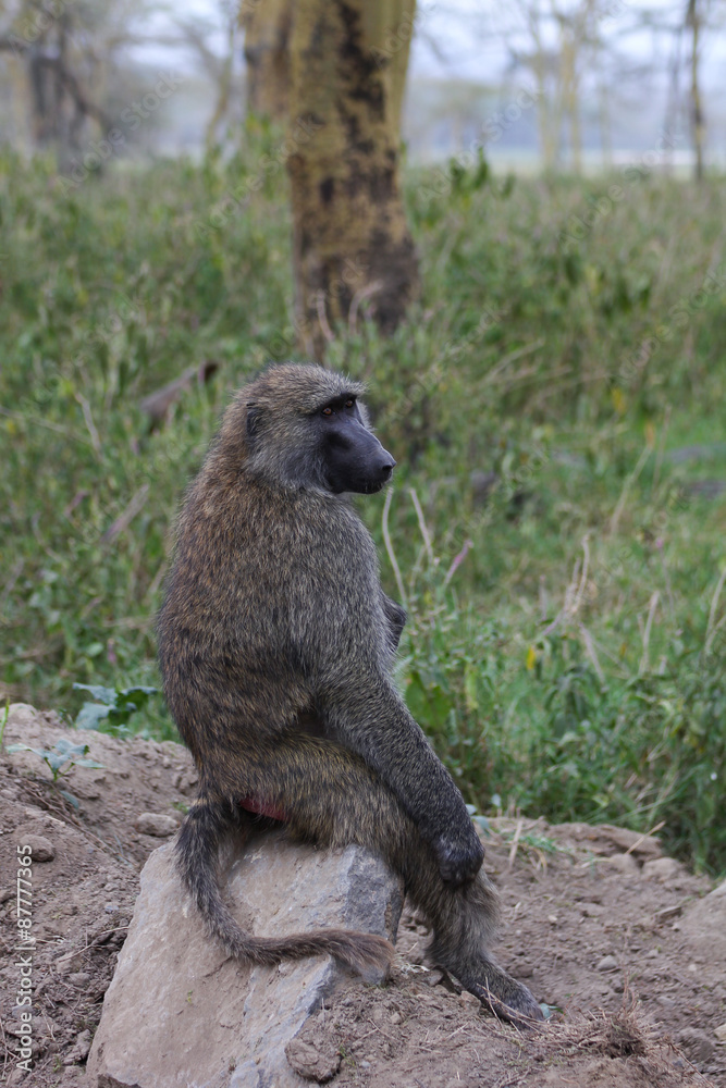Obraz premium Lone monkey