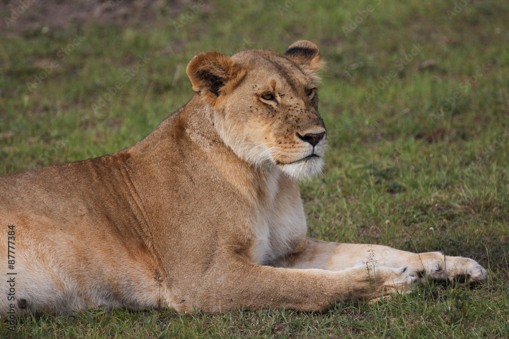 Lying lion Lying lion