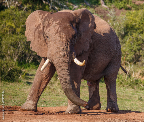 Male African Elephant with Large Tusks