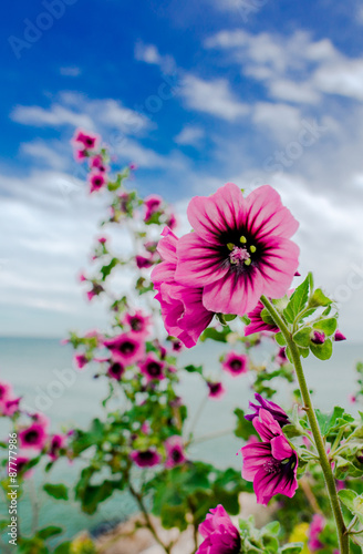 Flores en primavera