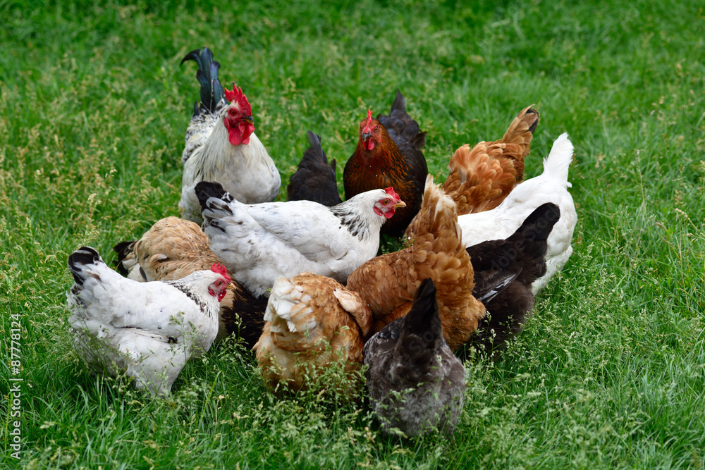 Fototapeta premium Rooster and hens.