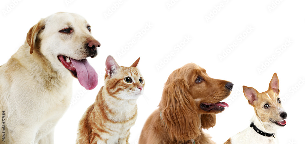 Cute pets in row isolated on white Cute pets in row isolated on white