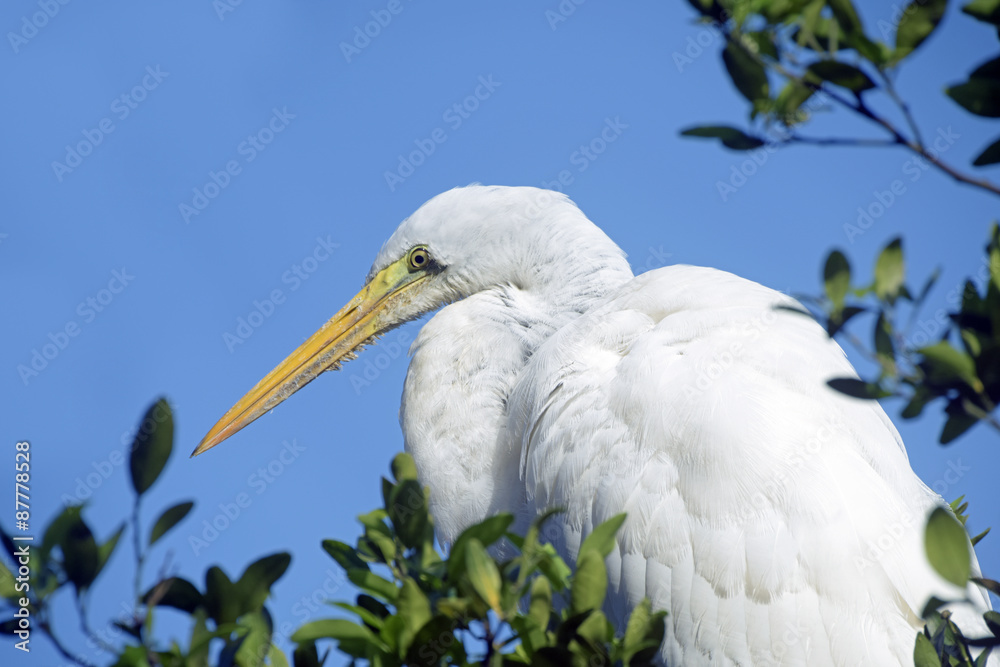 Great egret or common egret, a very common bird throughout Brazi Great egret or common egret, a very common bird throughout Brazi