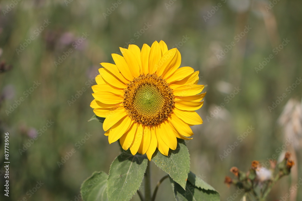 Fototapeta premium Sunflower