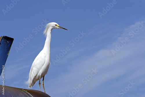 Snowy egret or Egretta thula © Jaboticaba Images