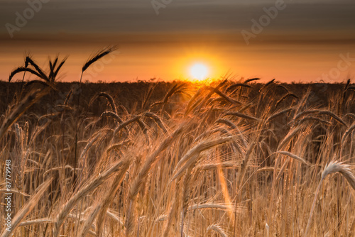 Рассвет в поле пшеницы