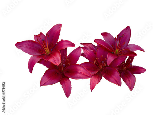 Fototapeta Naklejka Na Ścianę i Meble -  Lily varieties flowers