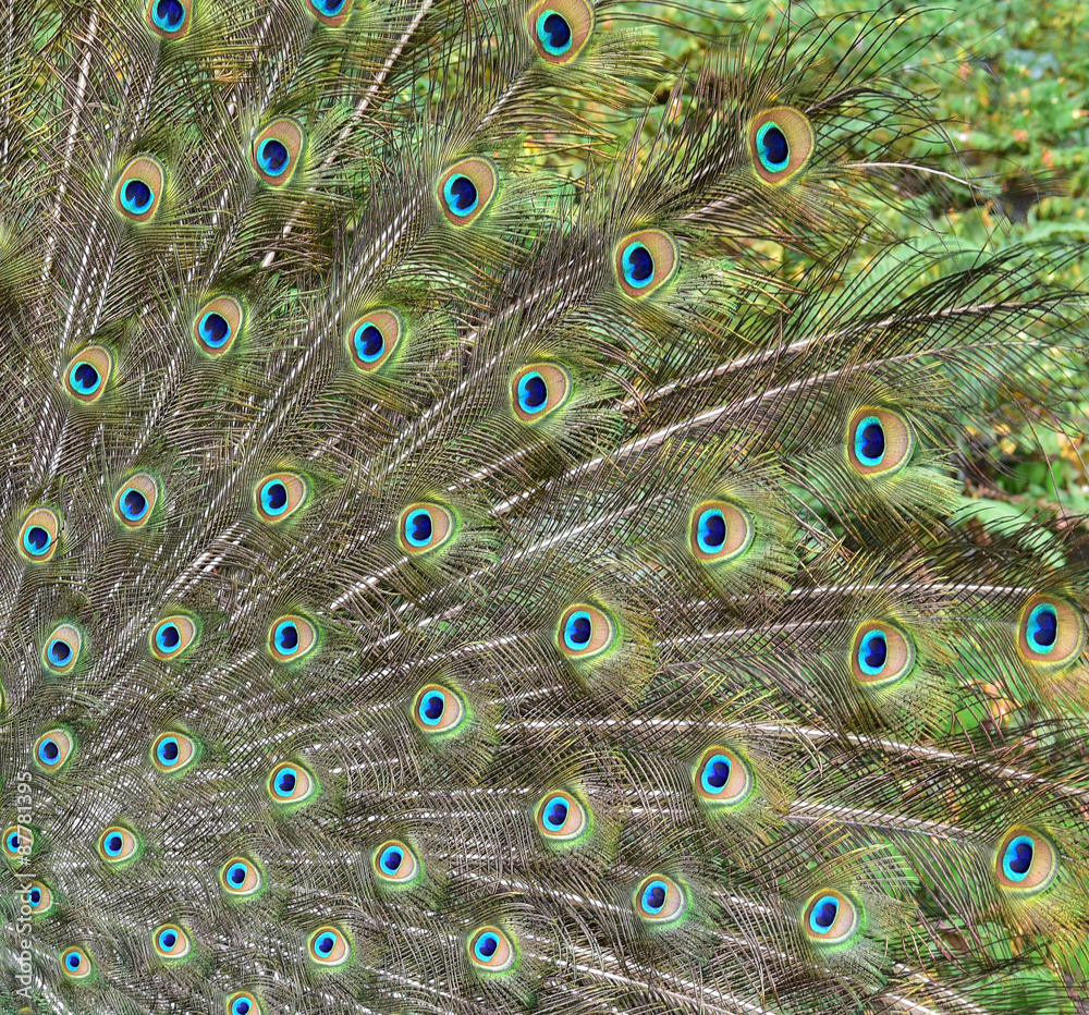 Obraz premium Beautiful Peacock Feathers Background
