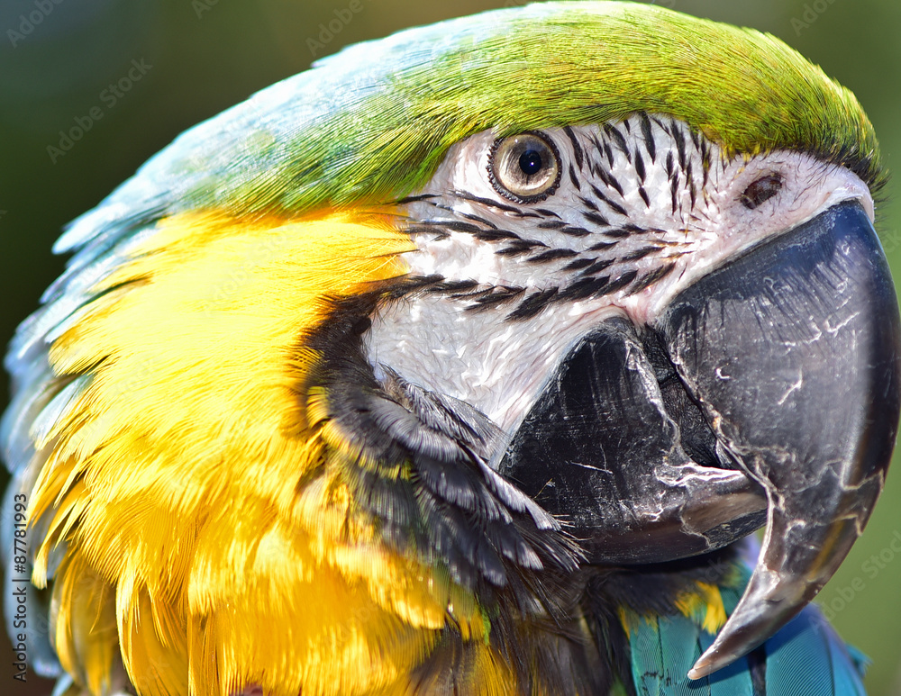 Yellow And Blue Macaw Face 