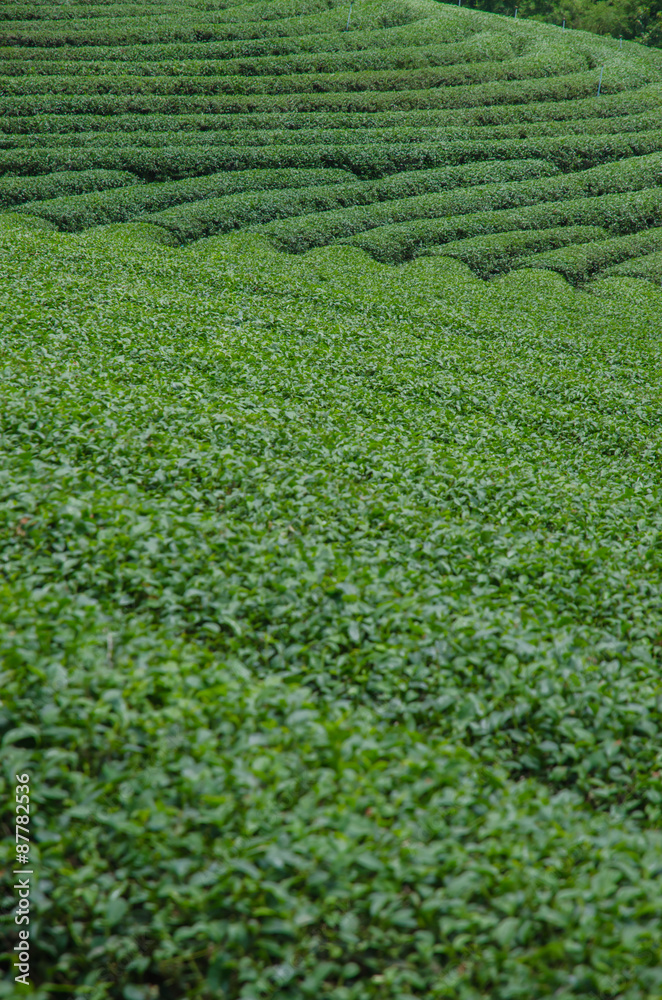 Tea plantations in the north of Thailand. Tea plantations in the north of Thailand.