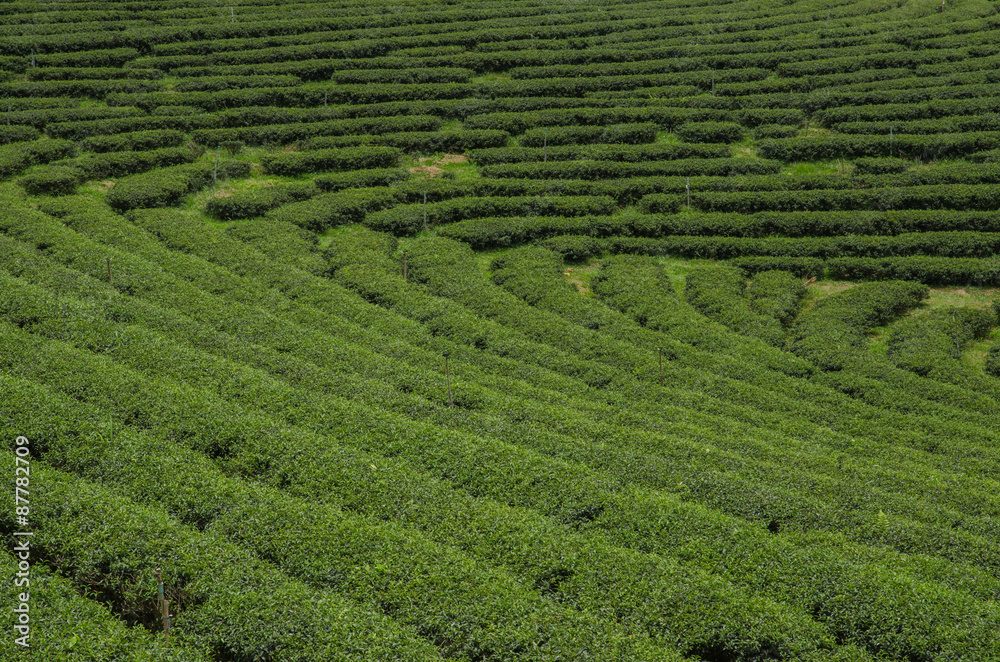 Tea plantations in the north of Thailand.