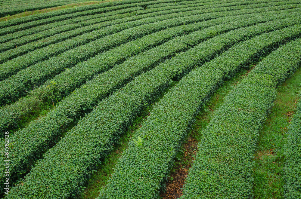 Tea plantations in the north of Thailand.