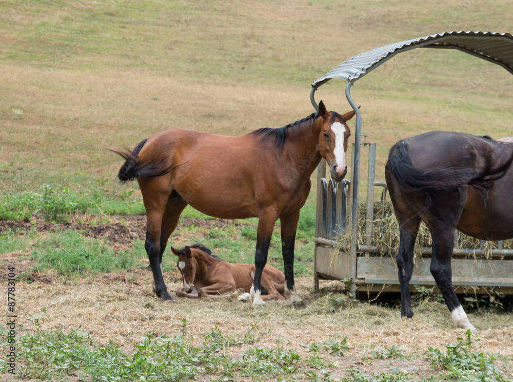 Fototapeta premium Poulain et sa mère