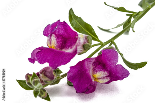 Fototapeta Naklejka Na Ścianę i Meble -  Flowers of snapdragon, lat.Antirrhinum, isolated on white backgr
