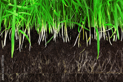 Green grass slice with roots in the ground close-up