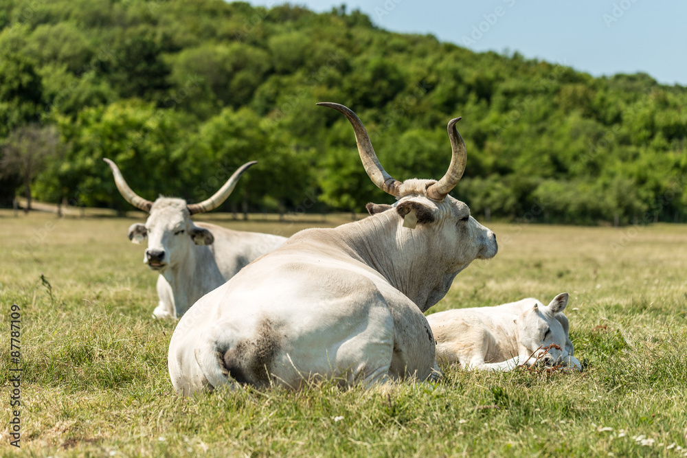 Hungarian grey cattle Hungarian grey cattle